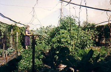 Mum watering her garden. Note the netting over the top, to stop hail damage