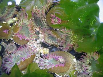 Sea anenomes in a tide pool. Nice photo, I thought.