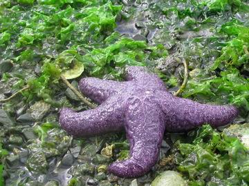 Purple starfish, as if I really needed to tell you that.